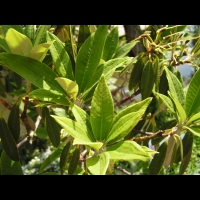 Rhododendron arborescent - Rhododendron arboreum (02)